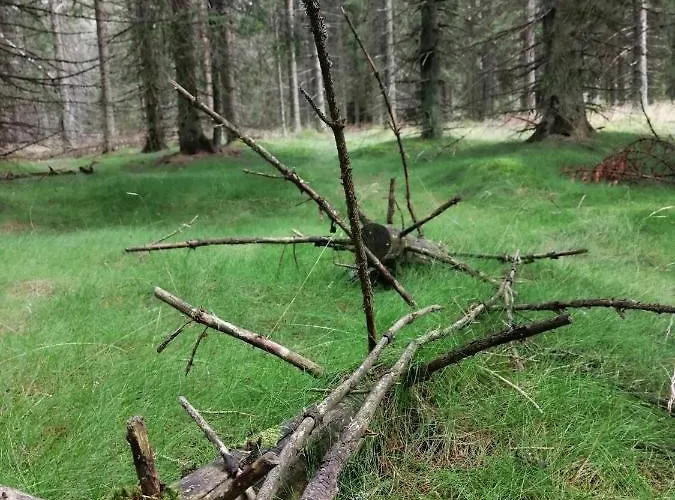 Zlaty Potok Nicov (Prachatice)