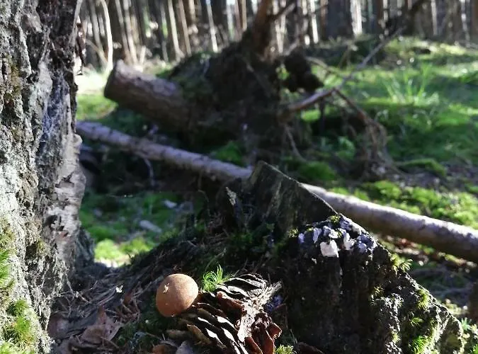Zlaty Potok 3* Nicov (Prachatice)